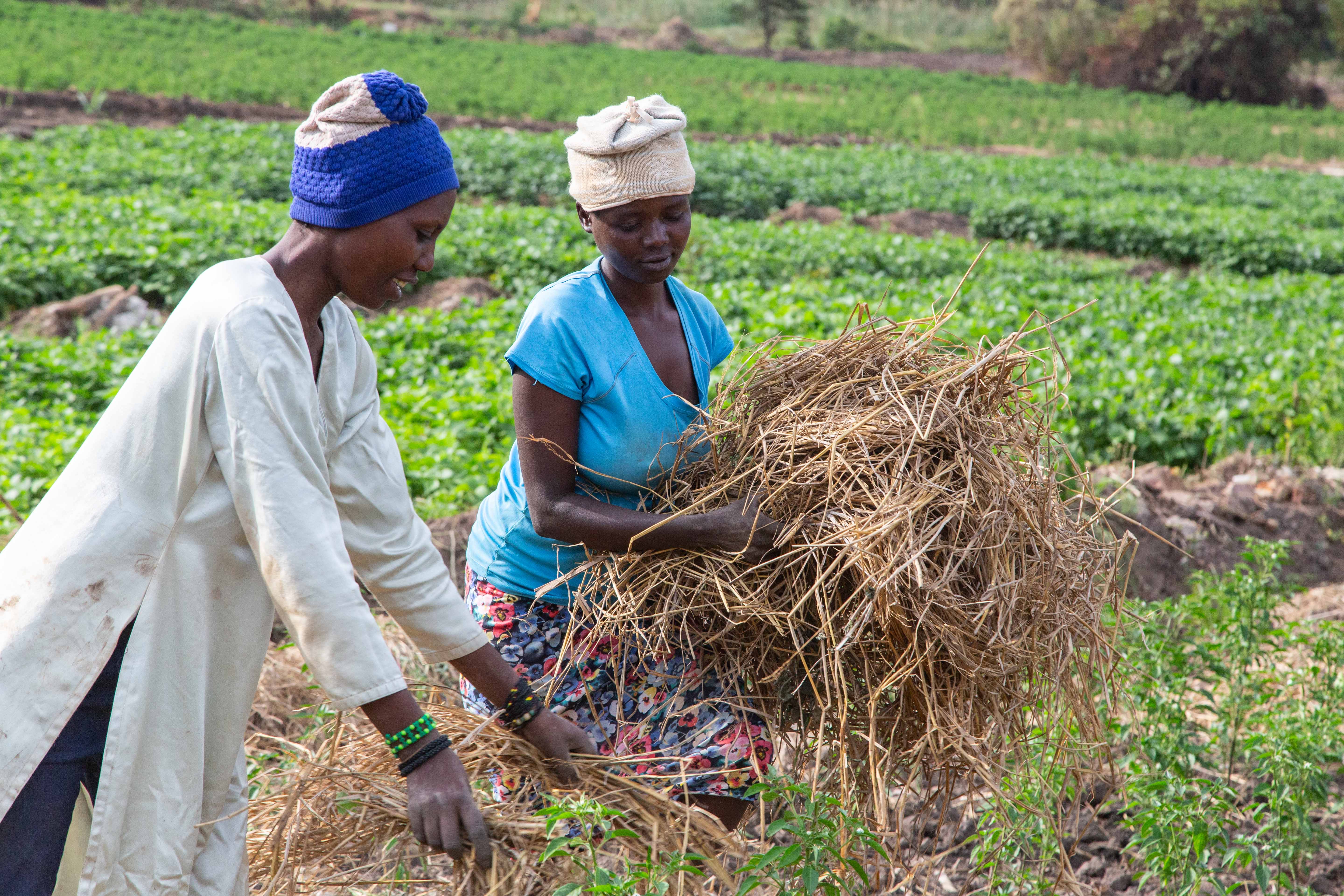 SOUK farm employs over 300 people to advance its opportunity to expand Rwanda’s agricultural export market.