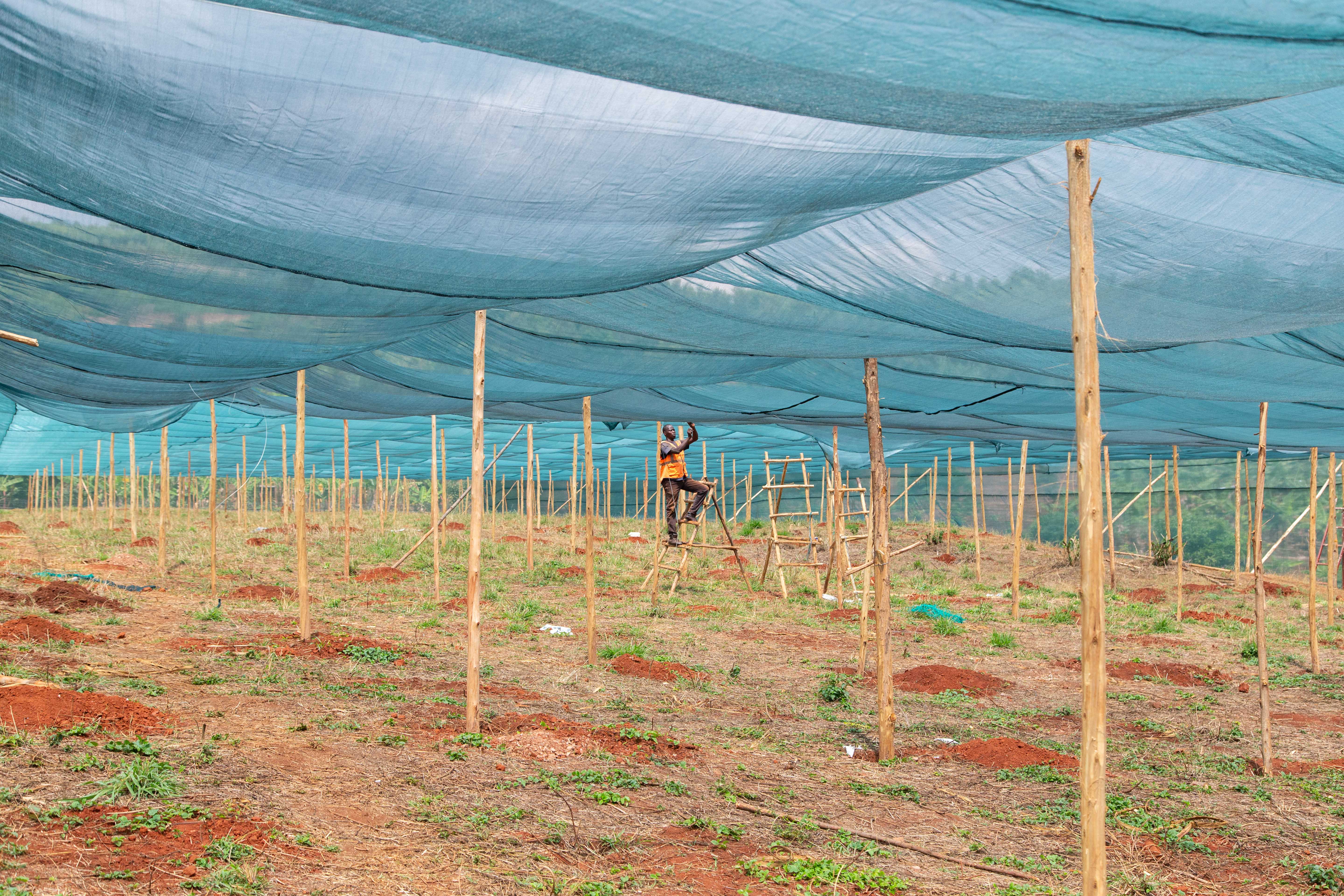 Virunga's farm in Rwanda