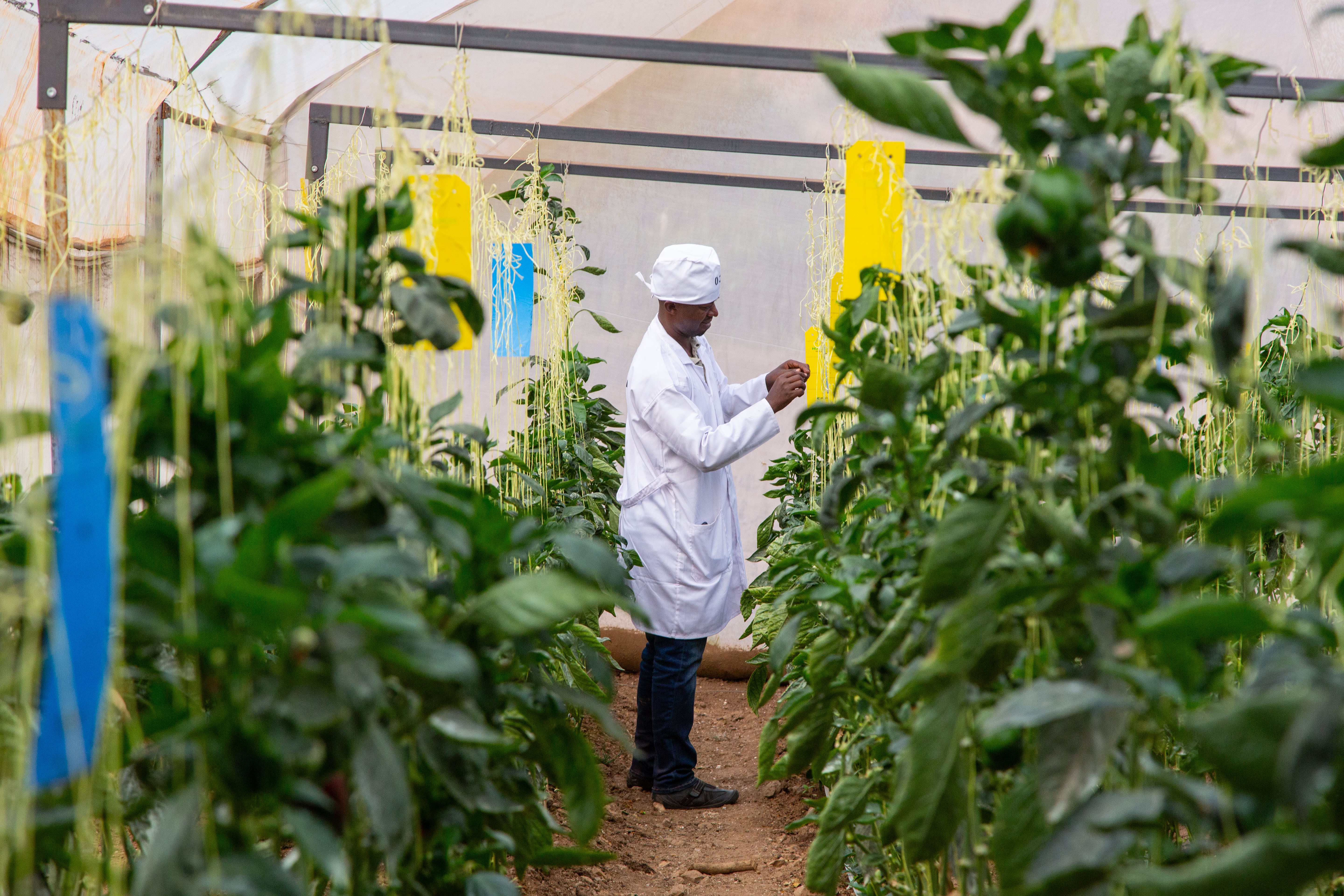 Holy Agriculture in Rwanda was established to provide seeds to the local community to support increase yields and reduce malnutrition.